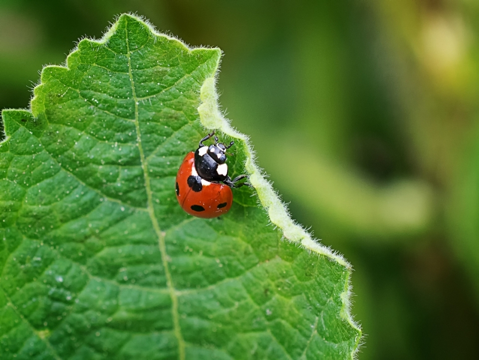 红色瓢虫啃食绿色树叶高清特写