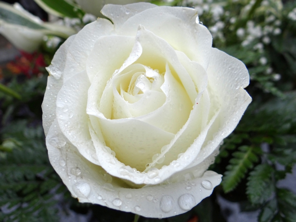花瓣上沾满露珠的白玫瑰