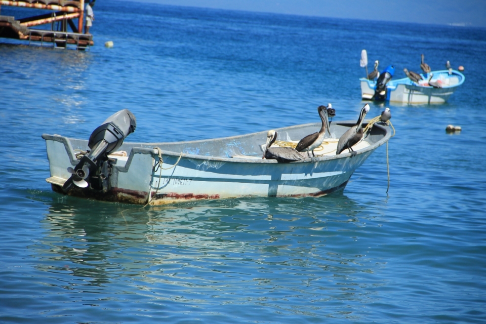 海面船艇上海鸥动物摄影