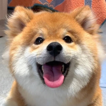 可爱宠物狗狗柴犬头像写真图片