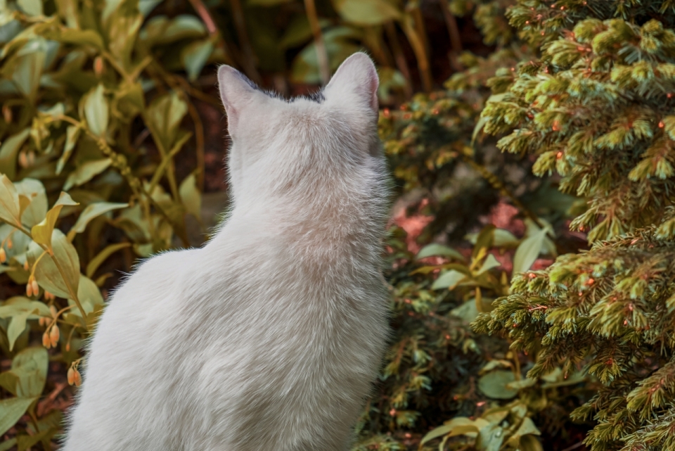 户外自然绿色植物前白色猫背影