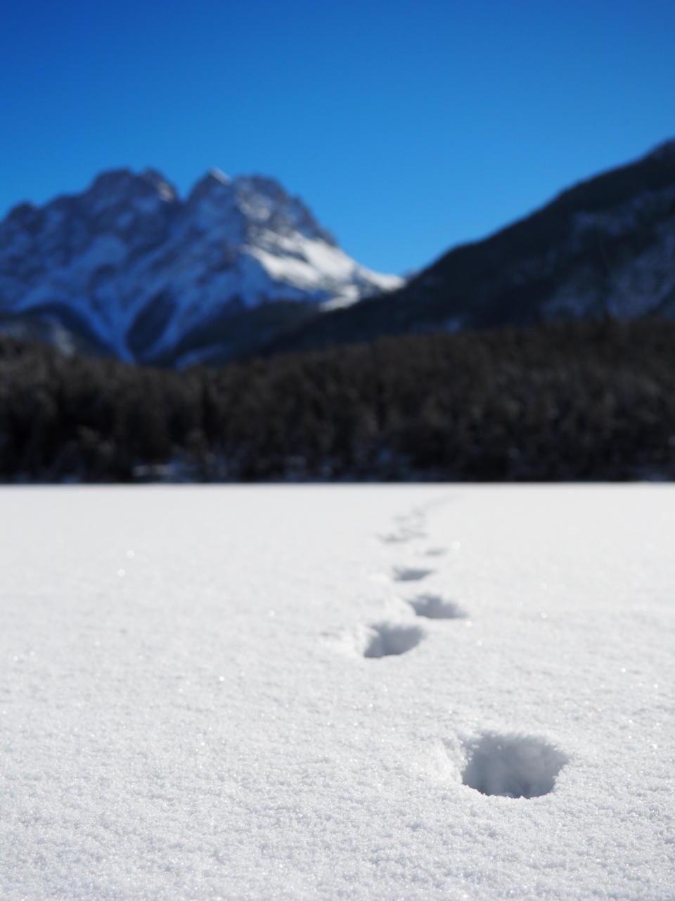 山林间雪地留下的脚印特写