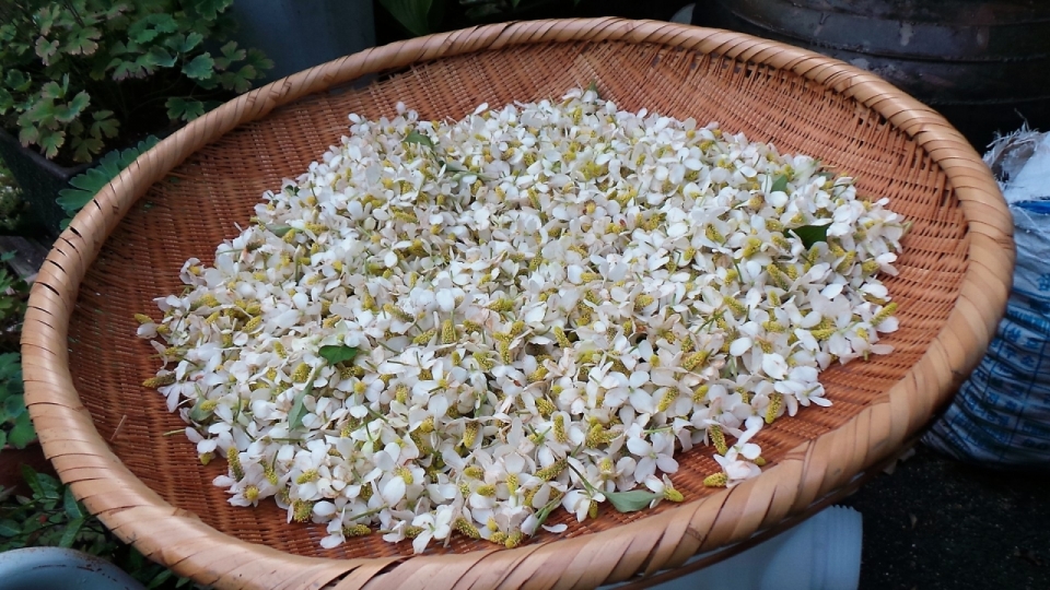 室外竹篓上白色鱼腥草花朵植物