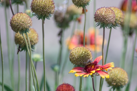 户外鲜艳花朵绿色枝干自然植物