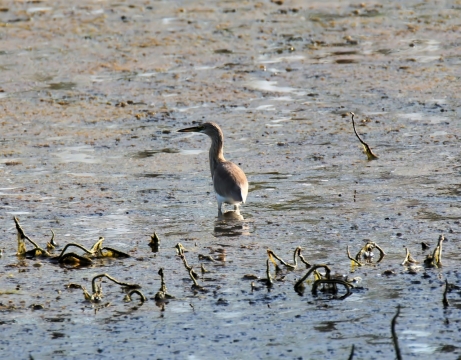 阳光户外自然湖泊野生鸟类动物