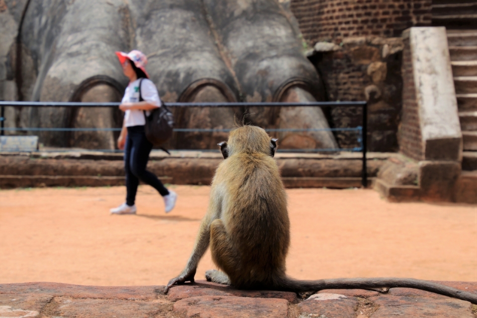景区猴子坐看雕像前戴帽子游客