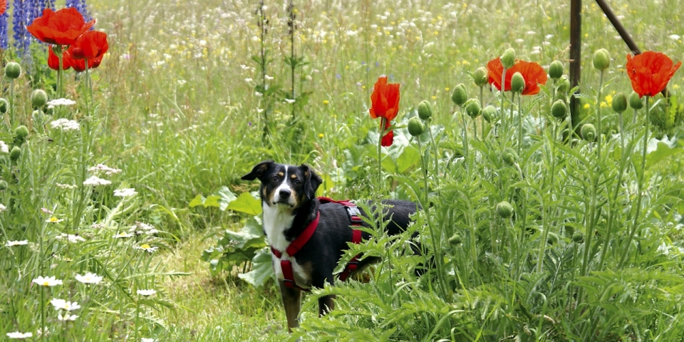 绿色红色花草丛中黑色汪星人宠物摄影