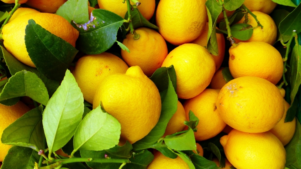 果园新鲜采摘黄色柠檬摆拍