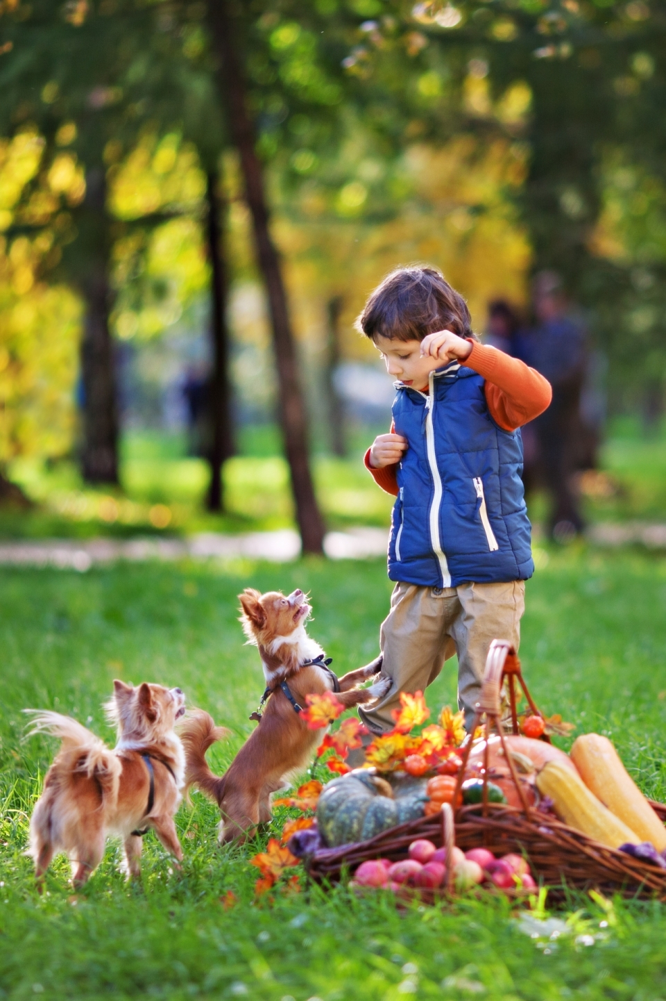 绿色树林草地前的小男孩和宠物狗