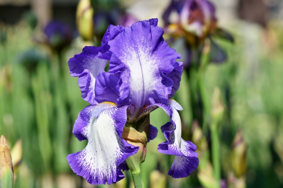 阳光户外自然紫色花朵鸢尾花植物