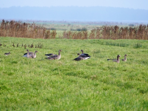 绿色草地上黑色鸭子摄影