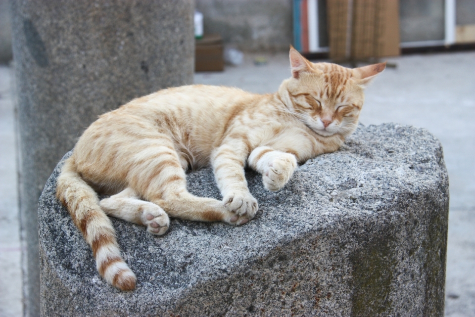 户外石凳上睡觉可爱黄色宠物猫