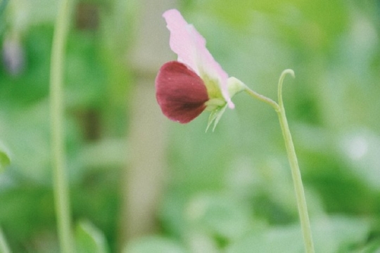 唯美清新护眼绿色风景自然风光写真