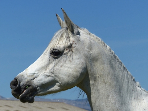 室外蓝色天空阳光喜白色马头部特写
