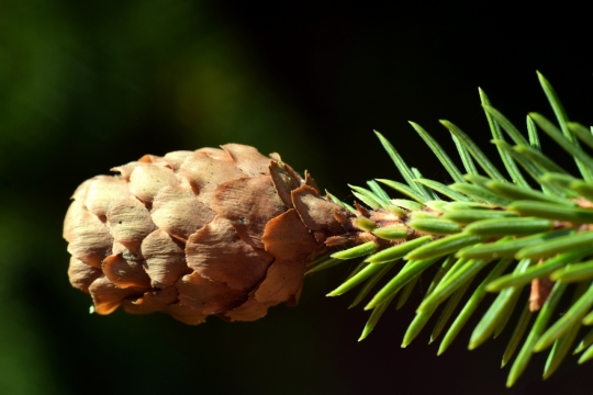 虚化背景绿色叶子新鲜美味菠萝水果