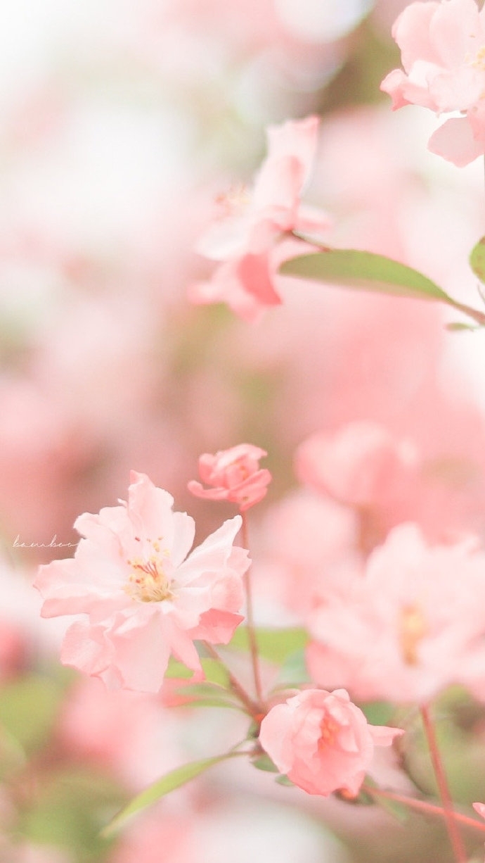 唯美春季海棠花写真图片