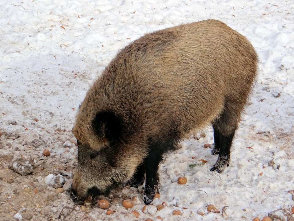 一只正在雪地上吃食物的小猪