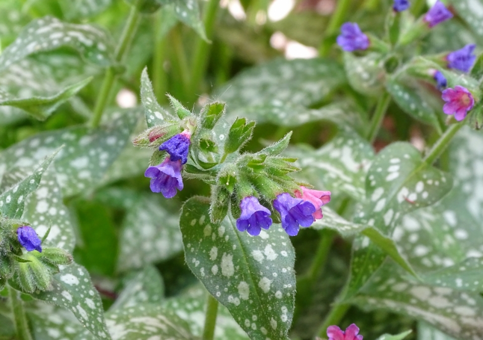 户外自然白色斑点叶子绿色植物紫色花朵