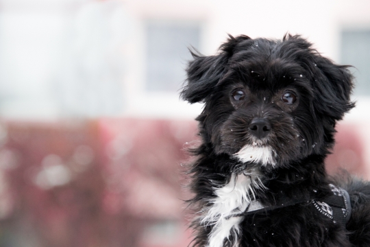 虚化背景城市街道可爱黑色宠物狗