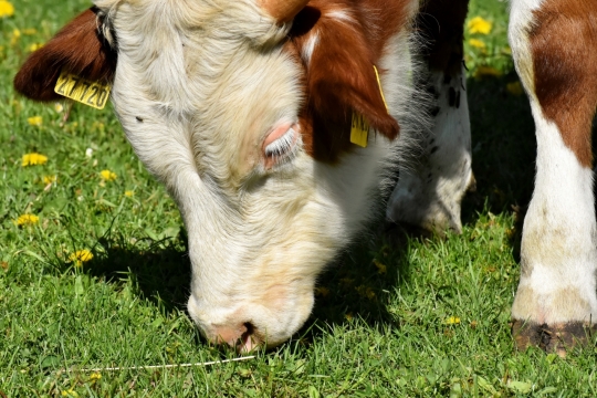 空旷草原牧场吃草牛犊动物特写