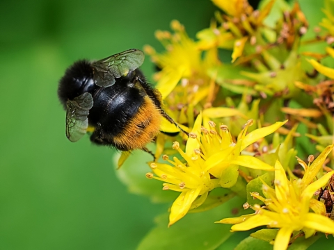 虚化背景户外自然植物蜜蜂昆虫