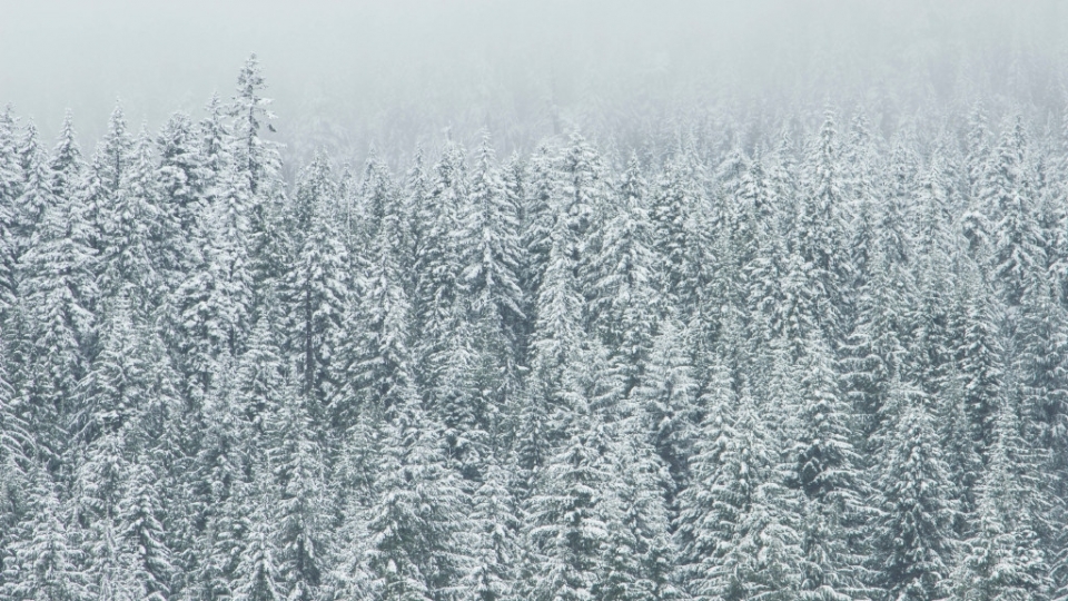 冬季雪松雪景无水印电脑桌面高清壁纸图片