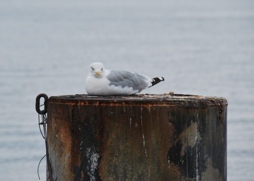 海边木桩上蹲坐着的海鸥特写