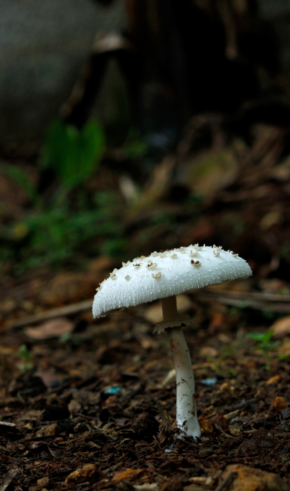 温暖湿润气候雨林草地生长白色菌菇