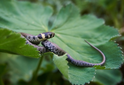 户外自然绿色植物叶子上爬虫类动物蛇