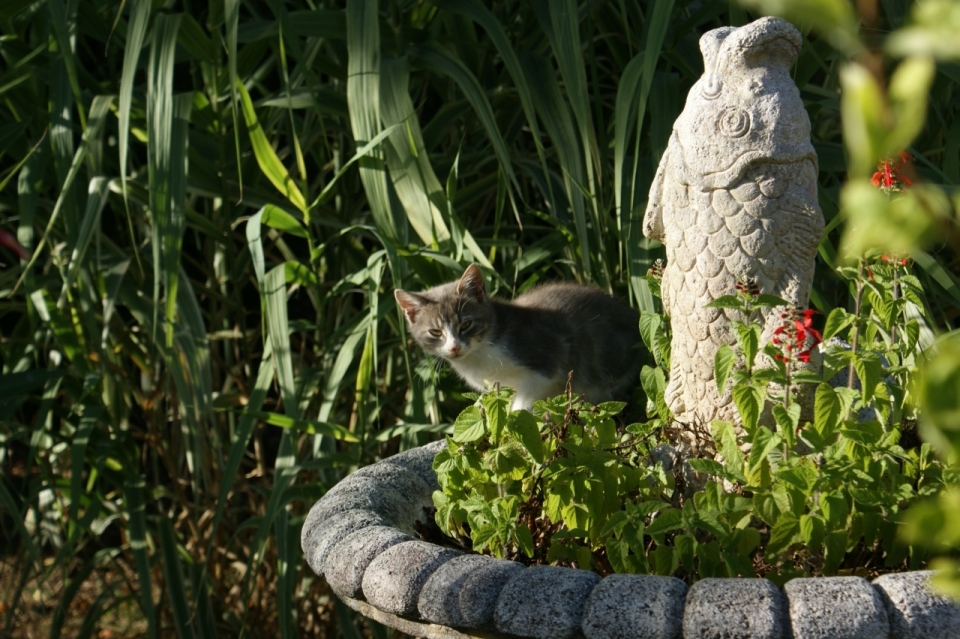 藏在花园植物间鱼石雕后猫