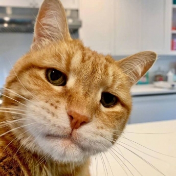 幽默搞笑猫咪图片