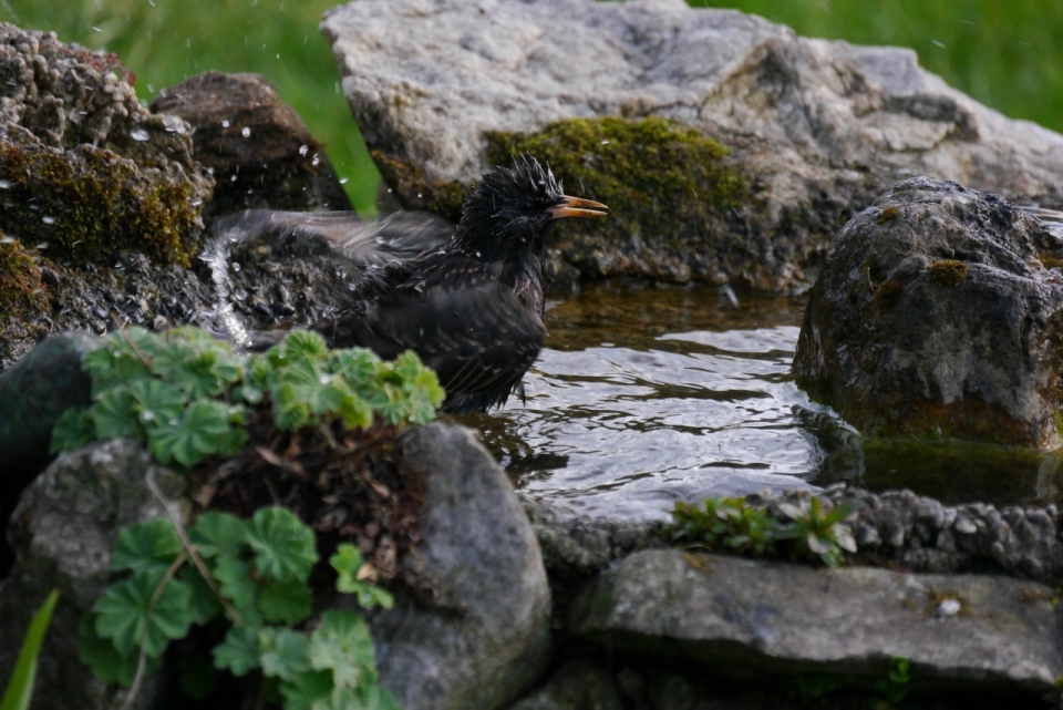 石头水池中洗澡的黑乌鸦