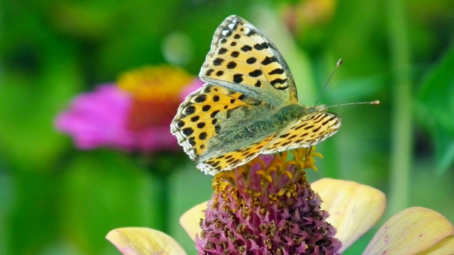 唯美风景蝴蝶高清桌面壁纸