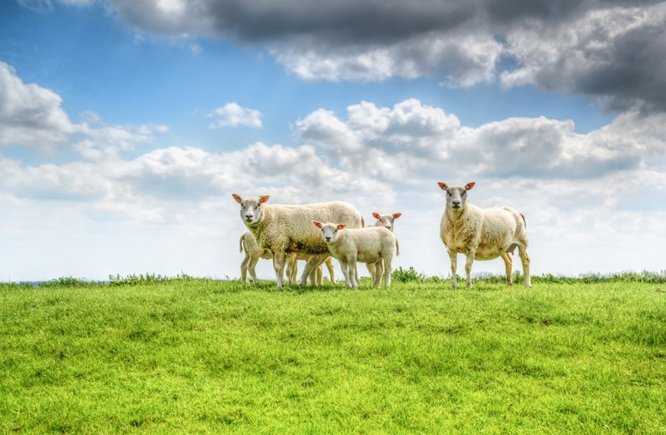 农场肥沃草地饲养绵羊动物外景