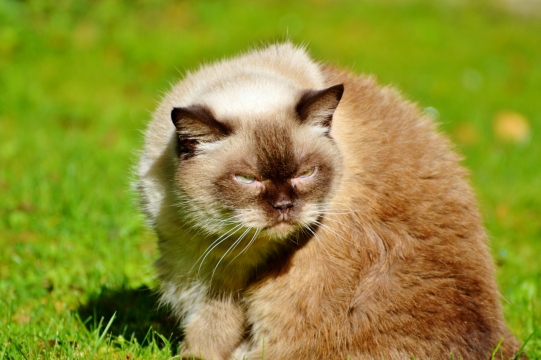 一脸要萌死人的加菲猫高清特写