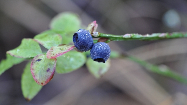 蓝莓高清桌面壁纸