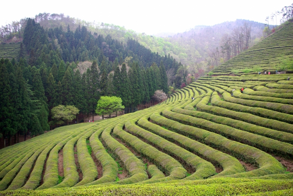 山坡上整齐茶园碧绿风光美景