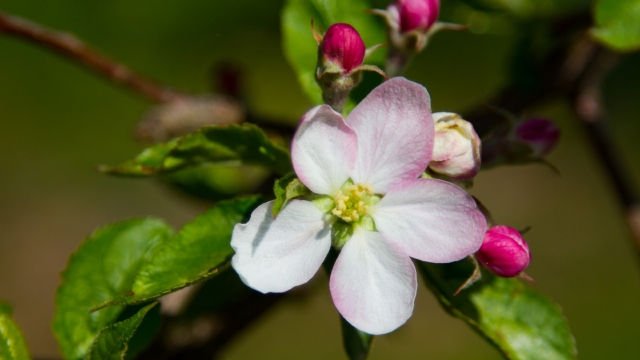 苹果花自然风光优美风景高清桌面壁纸