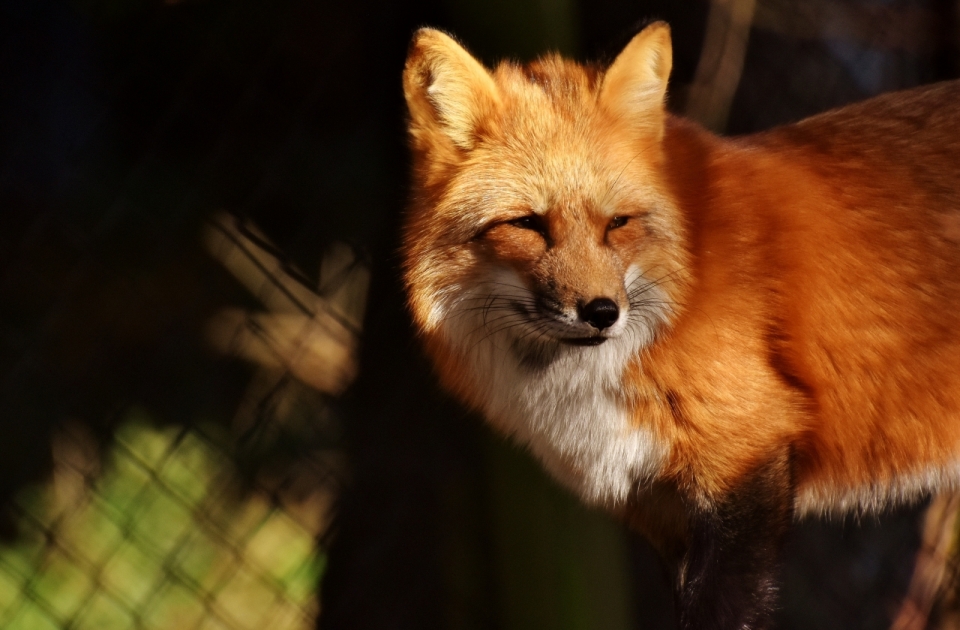 阳光下一只狐狸的正面脸部特写