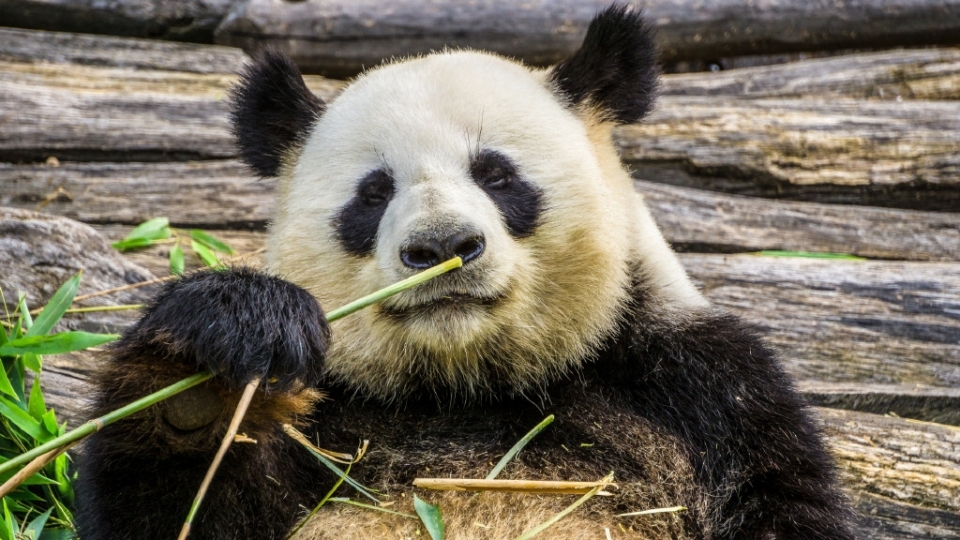 憨态可掬的大熊猫高清桌面壁纸