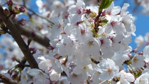 白色樱花高清桌面壁纸