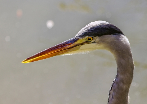 阳光自然户外野生黄色眼睛鸟类动物