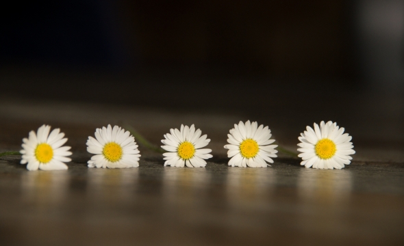 室内木制桌面白色花朵自然植物