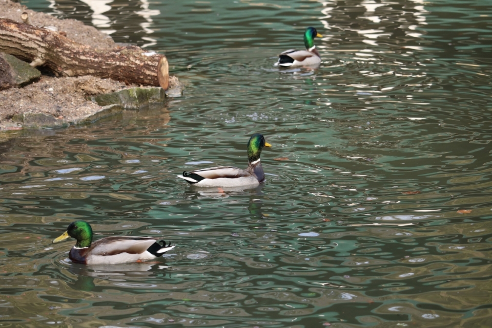波光粼粼水塘绿头野鸭自然动物景观