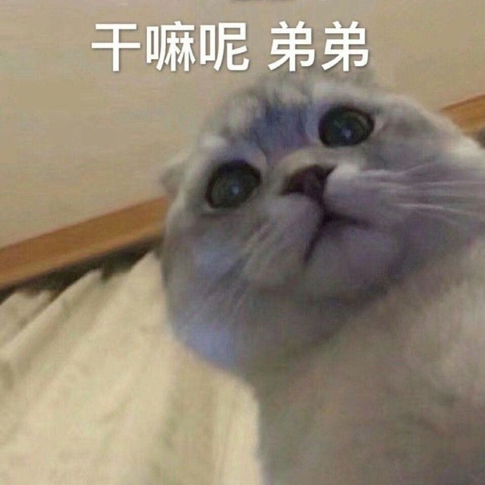 幽默搞笑小猫咪喵星人图片