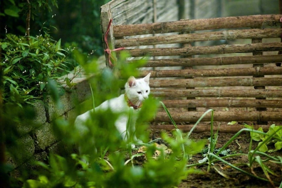 可爱小猫菜园喵星人写真图片