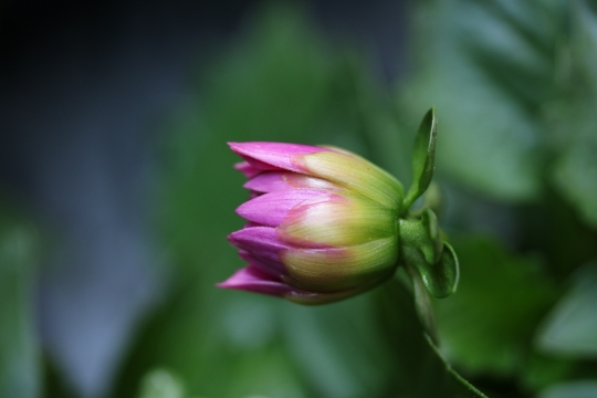 虚化背景户外自然绿色叶子粉色花朵花苞
