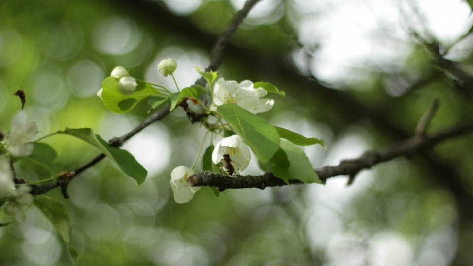 苹果花自然风光优美风景高清桌面壁纸