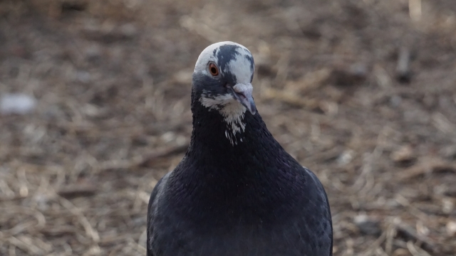 虚化背景户外地面灰色鸽子野生鸟类动物