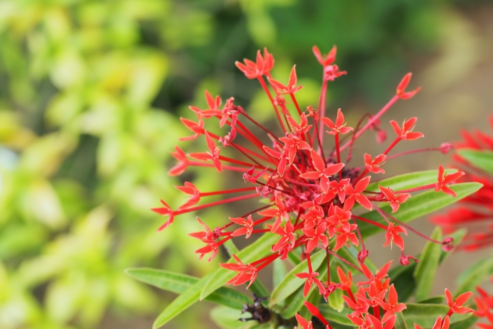 阳光户外自然红色花朵绿色叶子植物